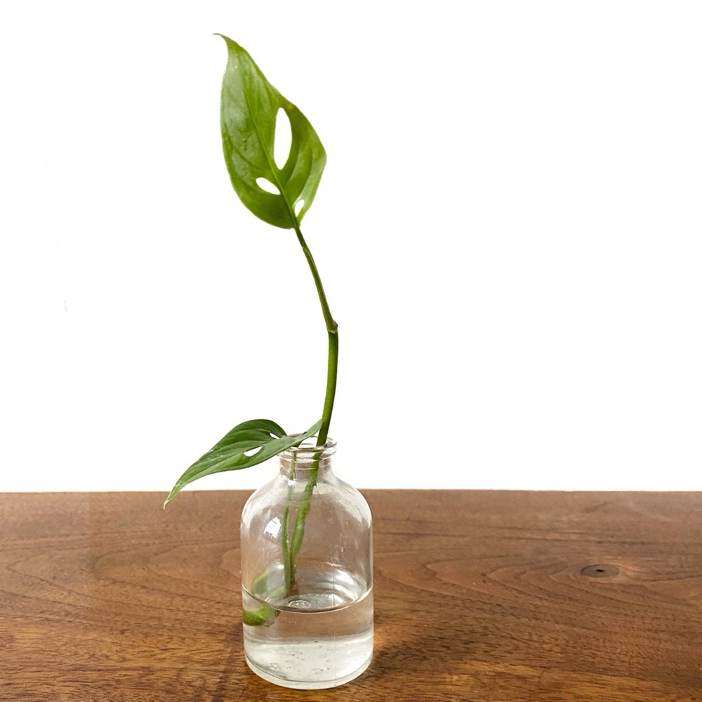 Vintage Mini Clear Glass Jar Vase Plant Propagation - Picture 7 of 8